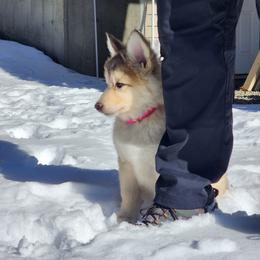 Native American Indian Dog Puppies from Seven Sisters Canids