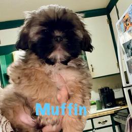 Muffin - Sable male Shih Tzu puppy in Hull, Georgia from Precious to the world Shih Tzu’s