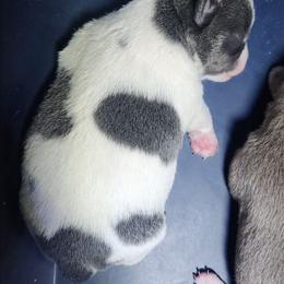 ViVi - Blue and white female Chihuahua puppy in Gerald, Missouri from OutLaw Chihuahua's