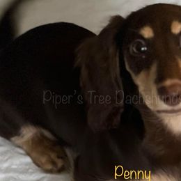 Penny - Dachshund
