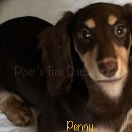 Penny - Dachshund