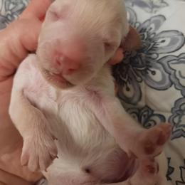 Joy - White female Poodle puppy in Athol, Massachusetts from DoeValley Standard Poodles