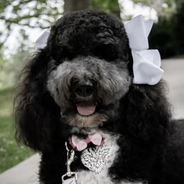 Paisley - Goldendoodle