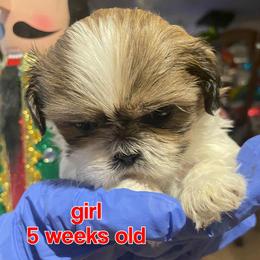 Shih Tzu puppies from With Love