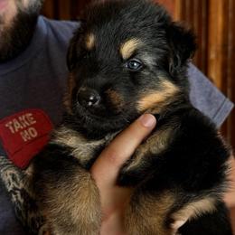 Willow - Black and tan female German Shepherd puppy in Barnhart, Missouri from Combat Creek German Shepherds