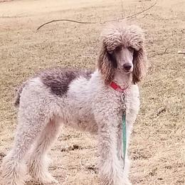 Pooka - Poodle