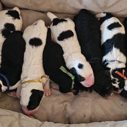 Bernedoodle puppies from Happy Valley Puppies