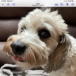 Bella - Havanese