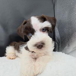 Samuel blue eyes - Parti male Miniature Schnauzer puppy in Panama City, Florida from Emerald Coast Schnauzers