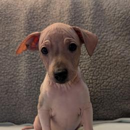 Tumbleweed - Red and white male American Hairless Terrier puppy in Phoenix, Arizona from Bare Valley