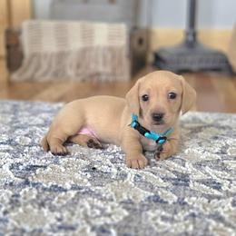 AKC Meet Greyson :) - Cream male Dachshund puppy in Centerville, Iowa from Barnyard Dachshunds, Dals & Doodles
