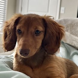 Dachshund All Grown Up from Mini Mighty Doxies