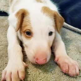 Ibizan Hounds from Compelling Canines