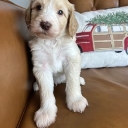 Apricot abstract male - Apricot male Goldendoodle puppy in Ottawa, Ohio from Simply Beautiful Goldendoodles