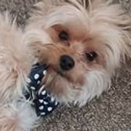 Bonkers - Yorkshire Terrier