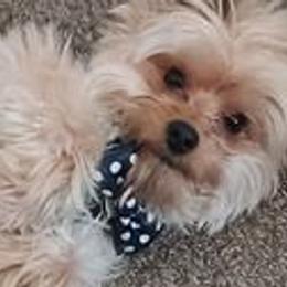 Bonkers - Yorkshire Terrier