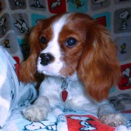 Bentley - Cavalier King Charles Spaniel