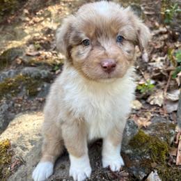 Bonnie - Red merle female Australian Shepherd puppy in Grants Pass, Oregon from Carmel Mountain Aussies