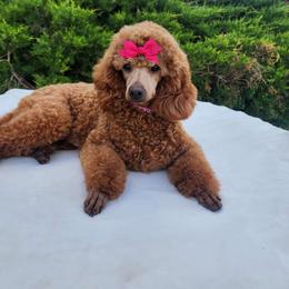 Starr - Poodle