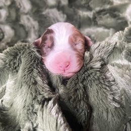 Australian Shepherd Puppies from Burdock Hill Australian Shepards