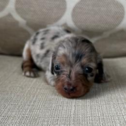 Shimmer - Dapple female Dachshund puppy in Joshua Tree, California from Desert Dreams Ranch