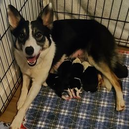 Emeon - Border Collie