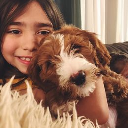 Bernedoodle and Goldendoodle Puppies from Heartfelt GoldenDoodles