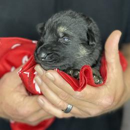 German Shepherd Puppies from Saylor Shepherds