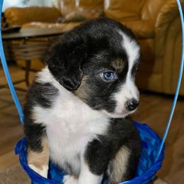 Dublin - Black tri female Miniature Australian Shepherd puppy in Nashville, Tennessee from Little B’s Aussies