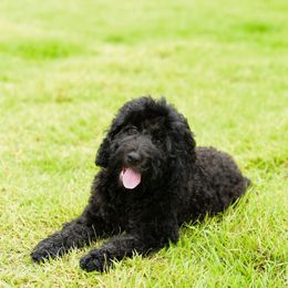 Sheepadoodle Puppies from Riley Grace Puppies
