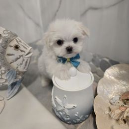 Frosty the Snow Man - White male Maltese puppy in Washington from Mt.BakerPoodles&Doodles