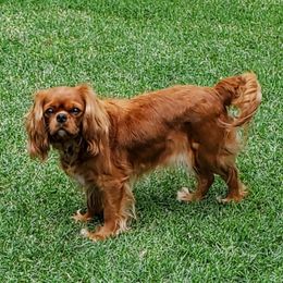 Charlie - Cavalier King Charles Spaniel