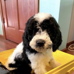 Goldendoodles and Poodles from Creekside Doodles WV