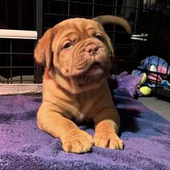 Dogue de Bordeaux Puppies from Toni  Young