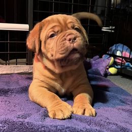 Dogue de Bordeaux Puppies from Toni  Young