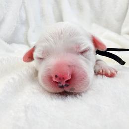 Black - White and black male Dalmatian puppy in Gray, Georgia from Fuller Spots