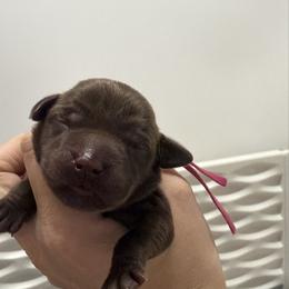 Raspberry - Chocolate female Labrador Retriever puppy in Elloree, South Carolina from Moonlight Kennels LLC