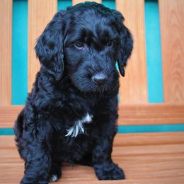 Goldendoodle Puppies from Warren Doodles