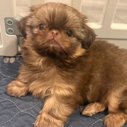 Chanel - Liver female Shih Tzu puppy in Galveston, Texas from 🌗 New Moon Shih Tzu 🌗