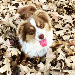 Heidi - Miniature Australian Shepherd
