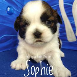 Sophie - Red and white female Shih Tzu puppy in Peoria, Arizona from Loyal Shih Tzu