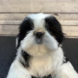 Breezy - Black and white female Shih Tzu puppy in Lees Summit, Missouri from Delight Shihtzu