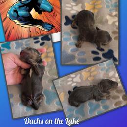 Beast - Gray (blue) male Dachshund puppy in Grove, Oklahoma from Dachs on the lake