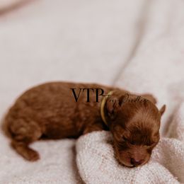 Boy 1 - Poodle puppy in Las Vegas, Nevada from Vegas Toy Poodles