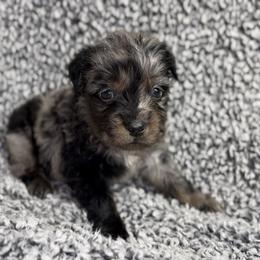 Puddin' - Blue merle male Miniature Australian Shepherd puppy in Michie, Tennessee from Acton Aussies