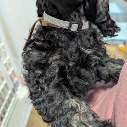 Cocker Spaniel Puppies from Midnight Cockers