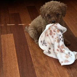 Vasko - Apricot male Goldendoodle puppy in Mint Hill, North Carolina from DoodleForever