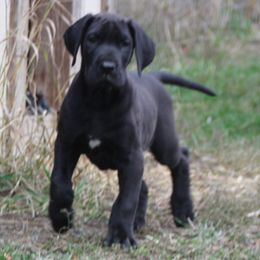 Great Dane Puppies from Dunn Right Ranch