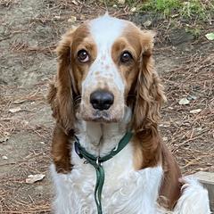 Briar Rose - Welsh Springer Spaniel