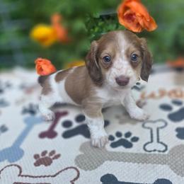 Oak - Piebald female Dachshund puppy in Grant, Michigan from Low Down Dashchuand